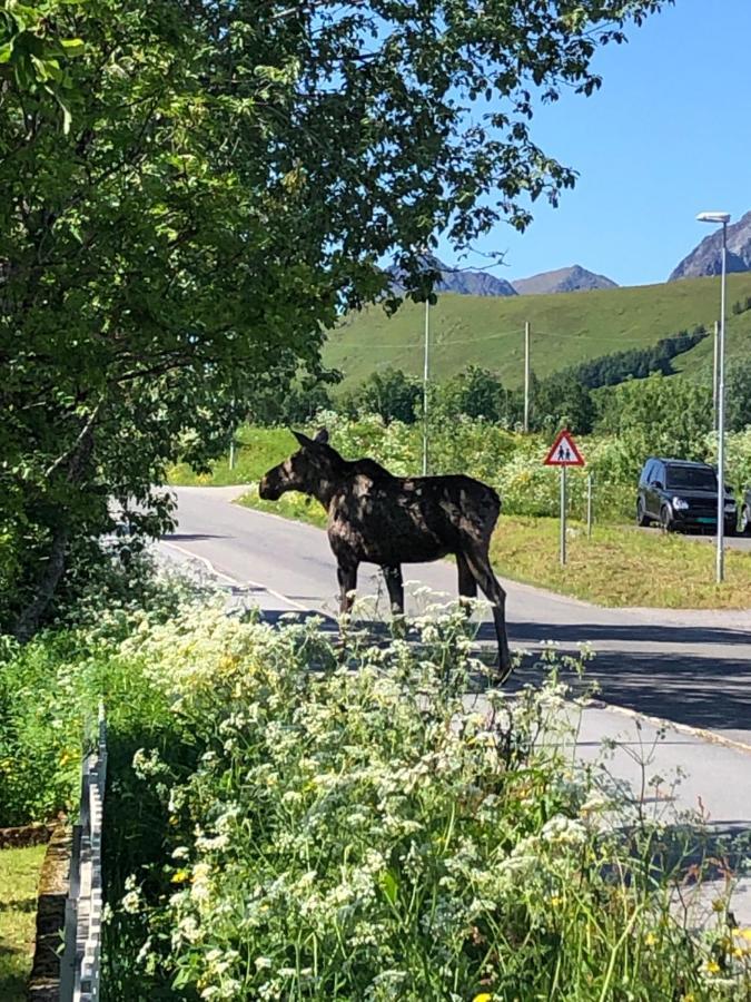 Gravdal Relaxing Cabin别墅 外观 照片